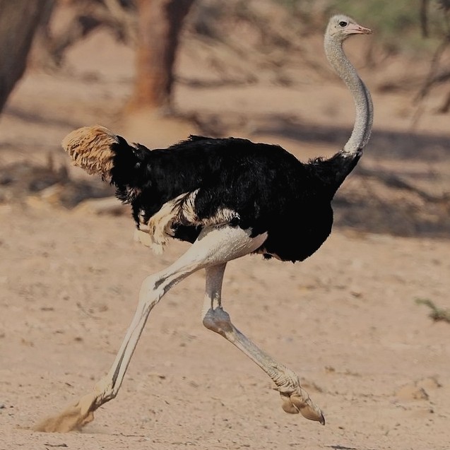 Ostrich (Kamuf) laBonambon